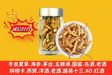 靖边县回收散虫草